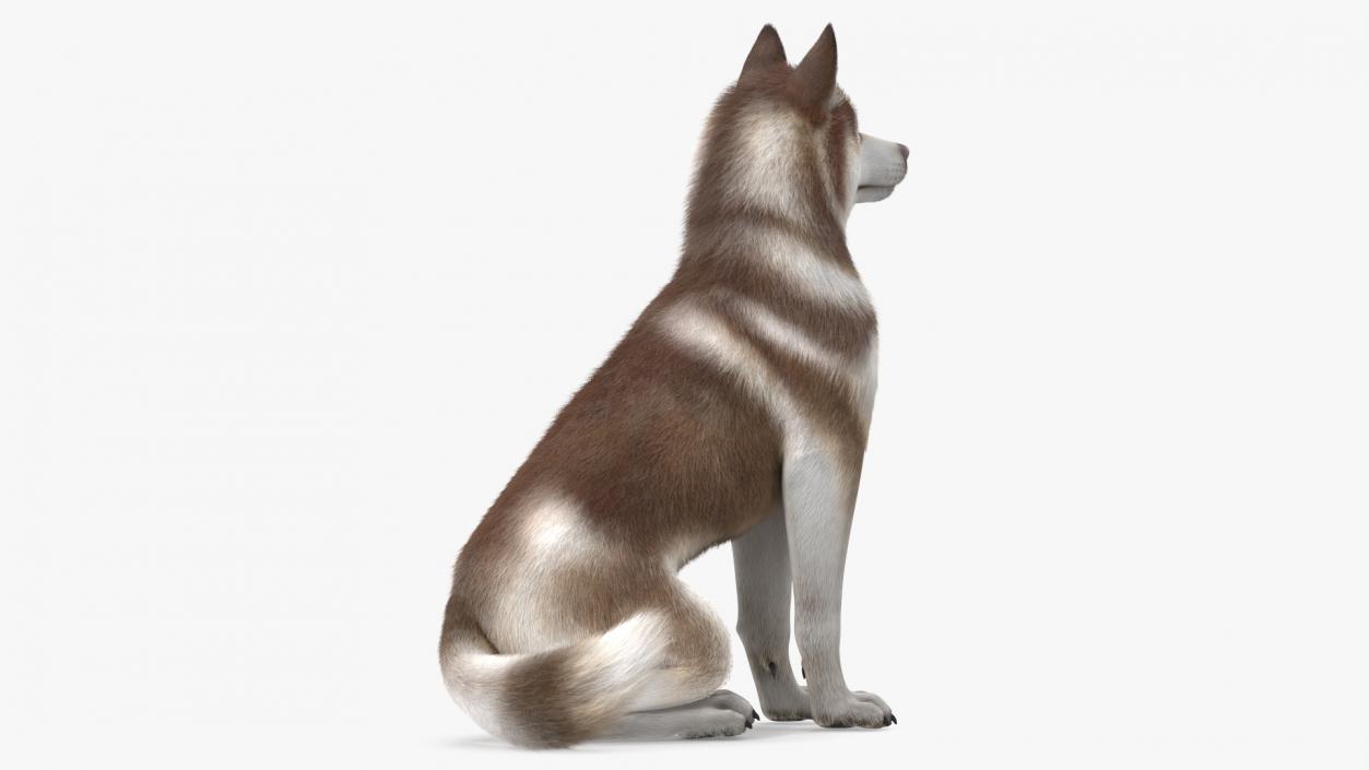 3D Sitting Siberian Husky Copper and White Fur model