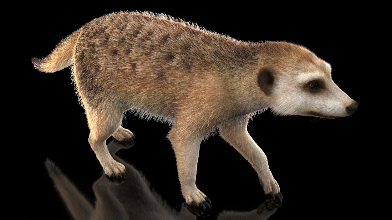 Meerkat Walking Pose Fur 3D model