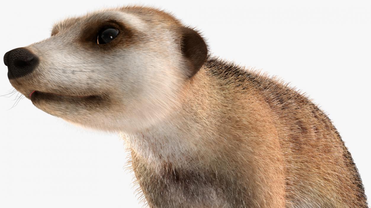 Meerkat Walking Pose Fur 3D model