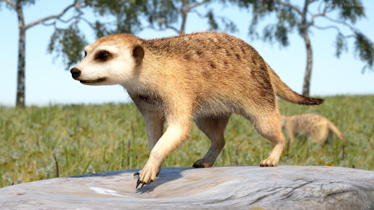 Meerkat Walking Pose Fur 3D model