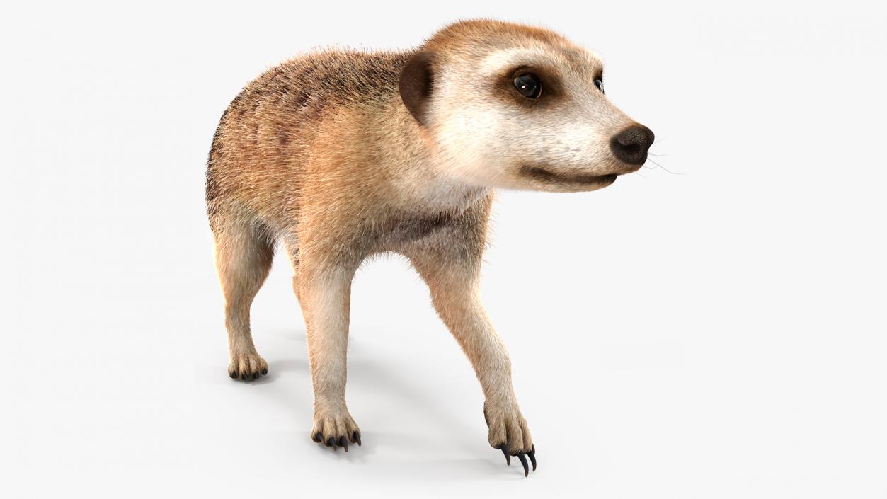 Meerkat Walking Pose Fur 3D model