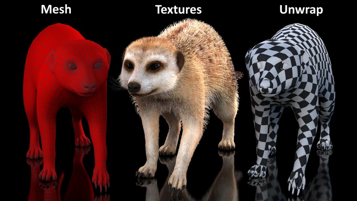 Meerkat Walking Pose Fur 3D model