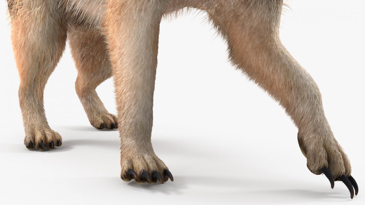 Meerkat Walking Pose Fur 3D model