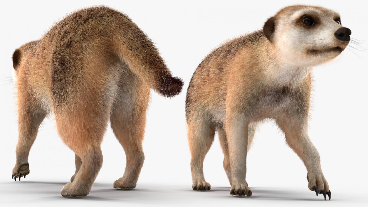 Meerkat Walking Pose Fur 3D model