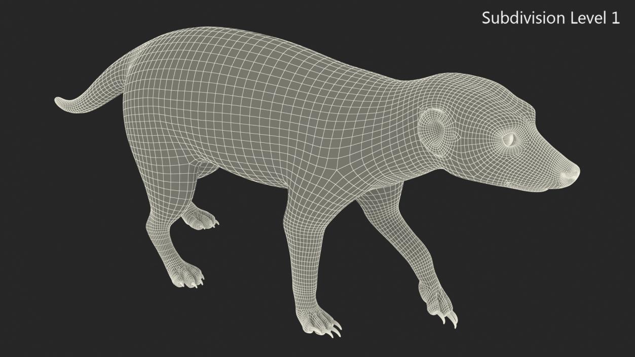 Meerkat Walking Pose Fur 3D model