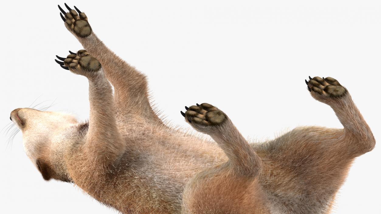 Meerkat Walking Pose Fur 3D model