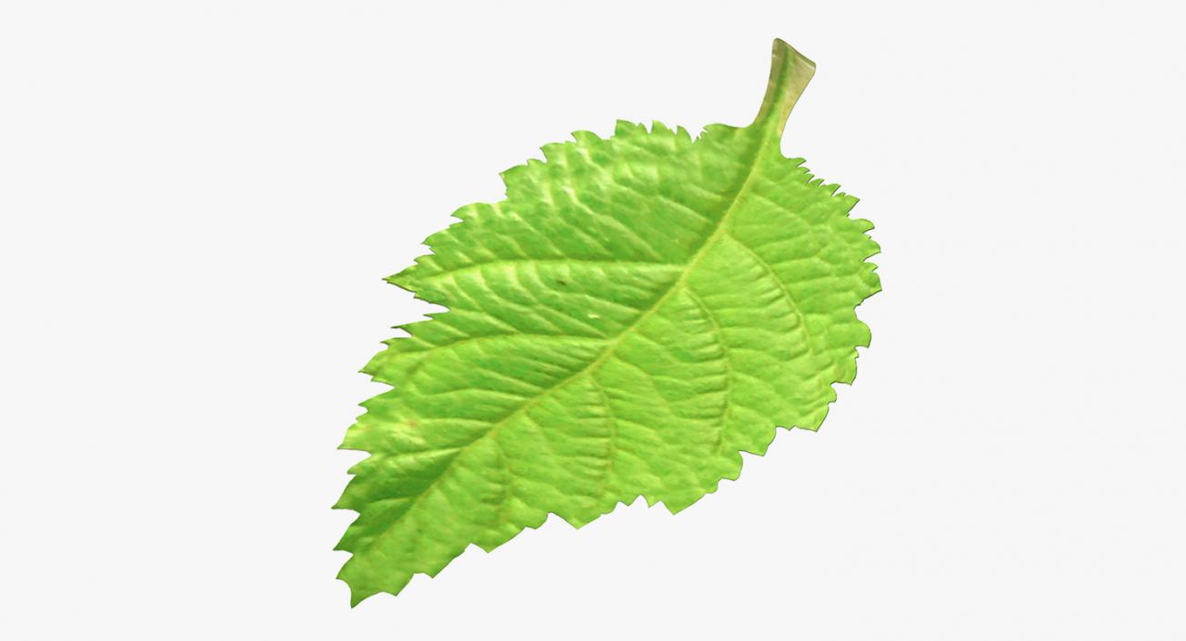 3D model Blackberry Leaf