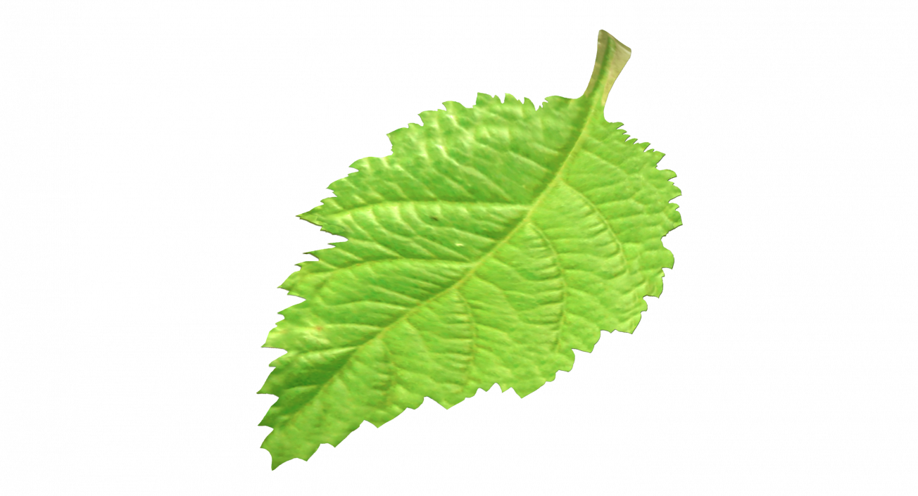 3D model Blackberry Leaf