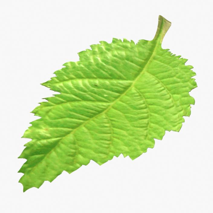 3D model Blackberry Leaf