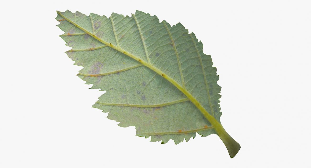 3D model Blackberry Leaf