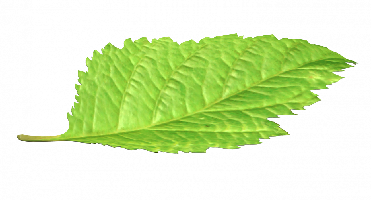 3D model Blackberry Leaf