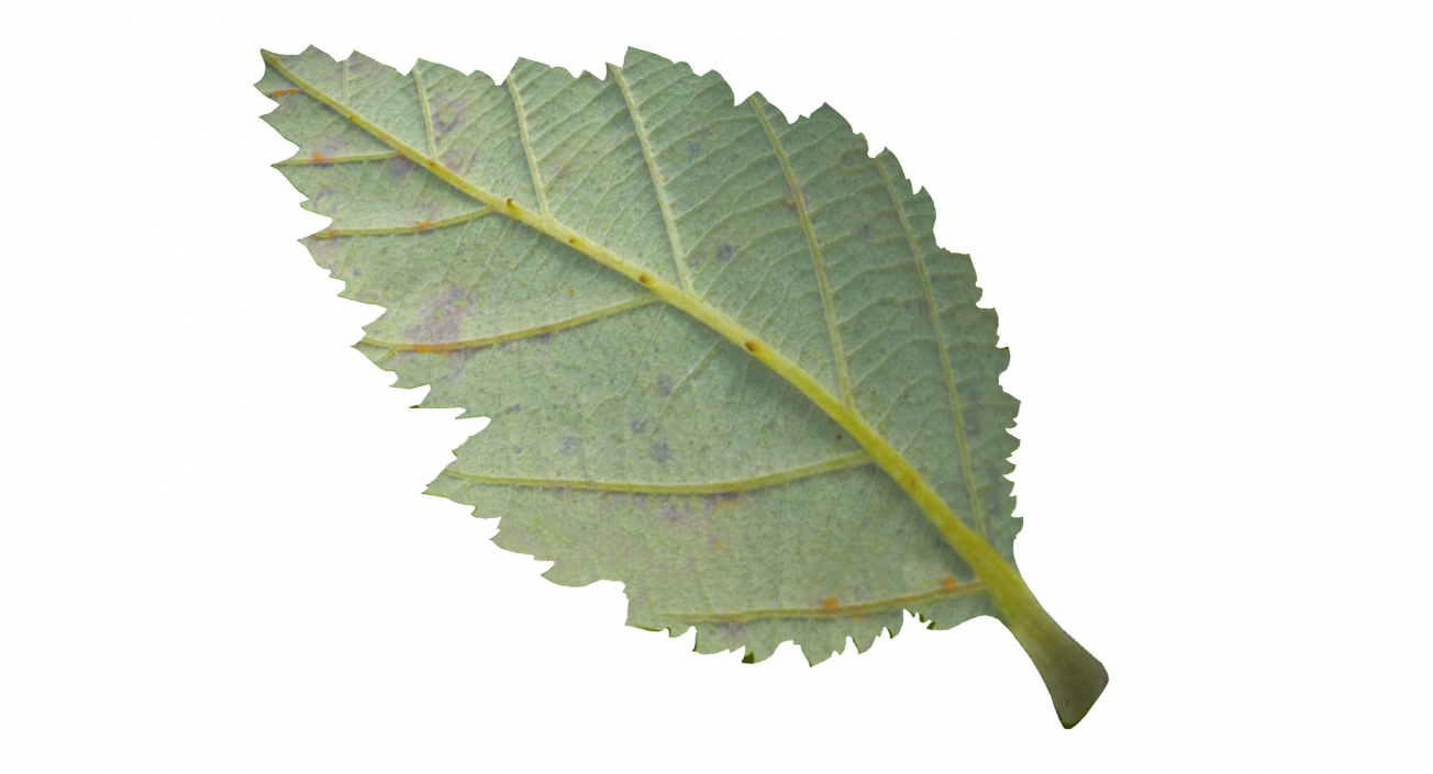 3D model Blackberry Leaf