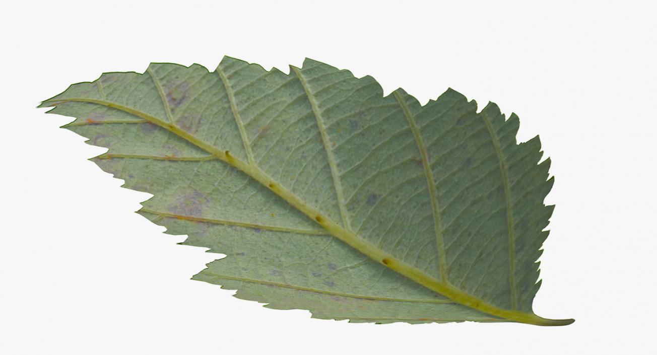 3D model Blackberry Leaf