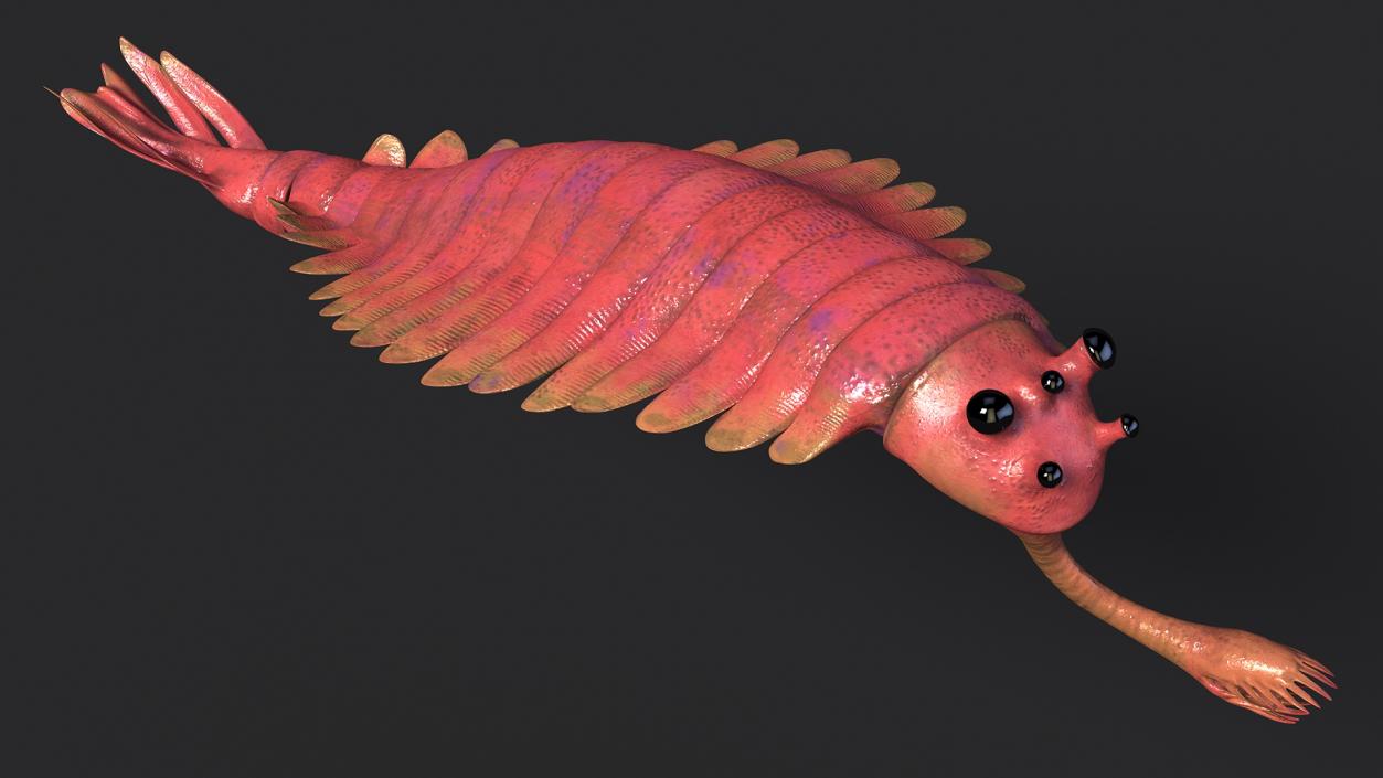 Pink Opabinia Swimming 3D