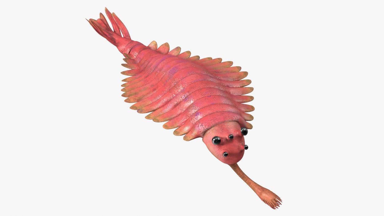 Pink Opabinia Swimming 3D