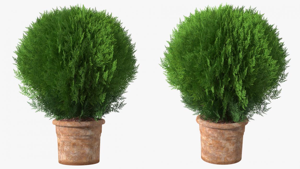 3D Platycladus Pot Plant