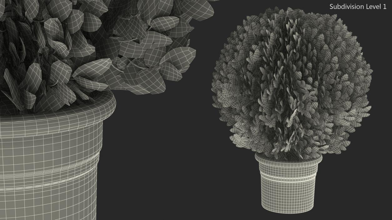 3D Platycladus Pot Plant