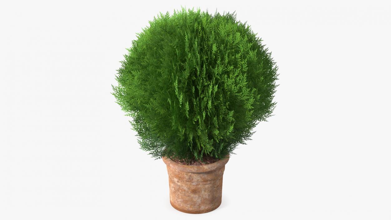 3D Platycladus Pot Plant