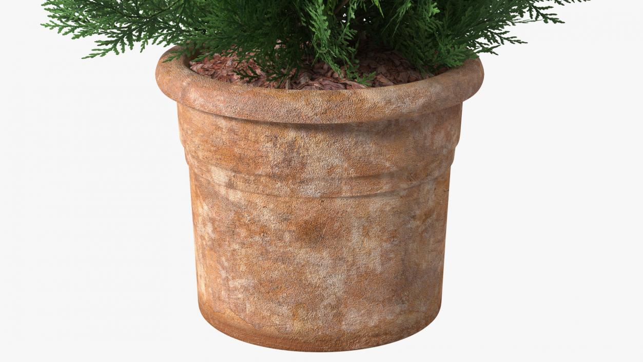 3D Platycladus Pot Plant