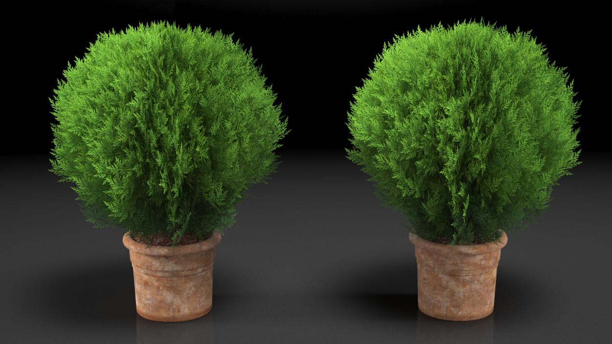 3D Platycladus Pot Plant