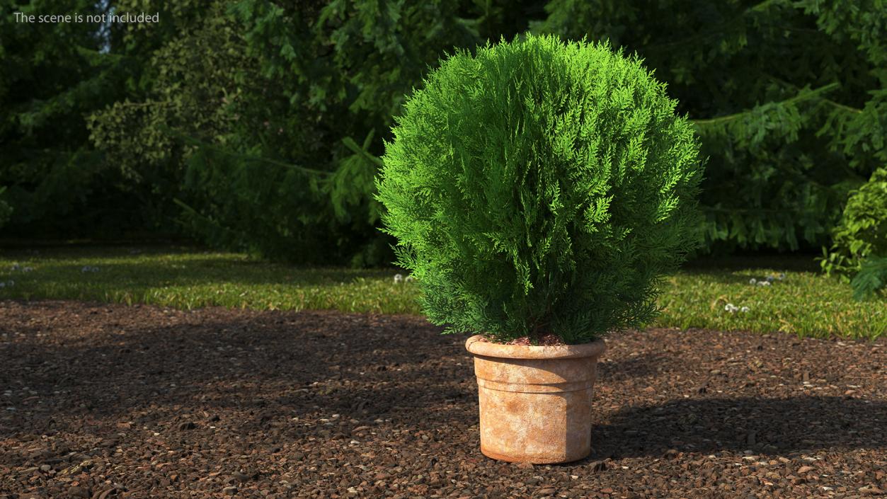 3D Platycladus Pot Plant