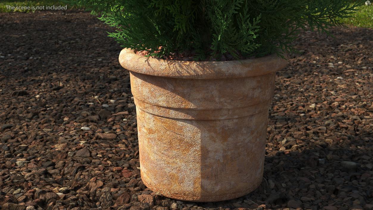 3D Platycladus Pot Plant