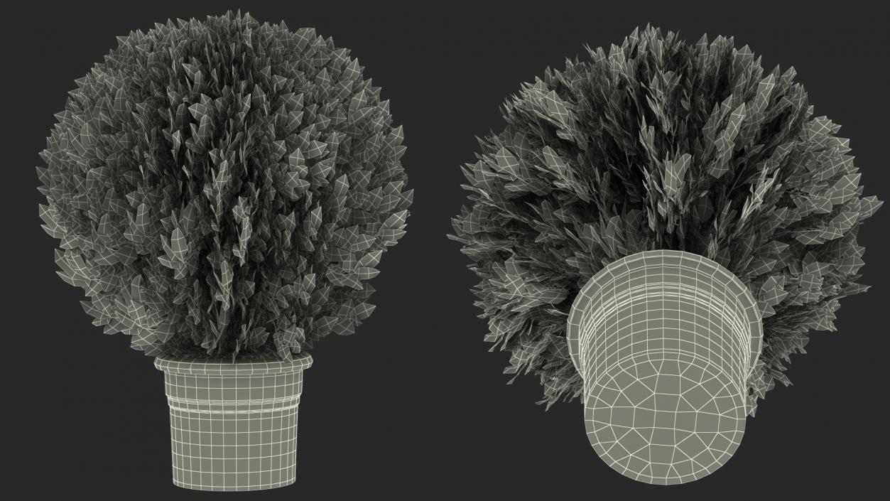 3D Platycladus Pot Plant