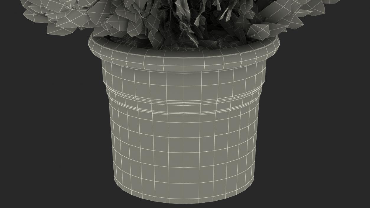 3D Platycladus Pot Plant