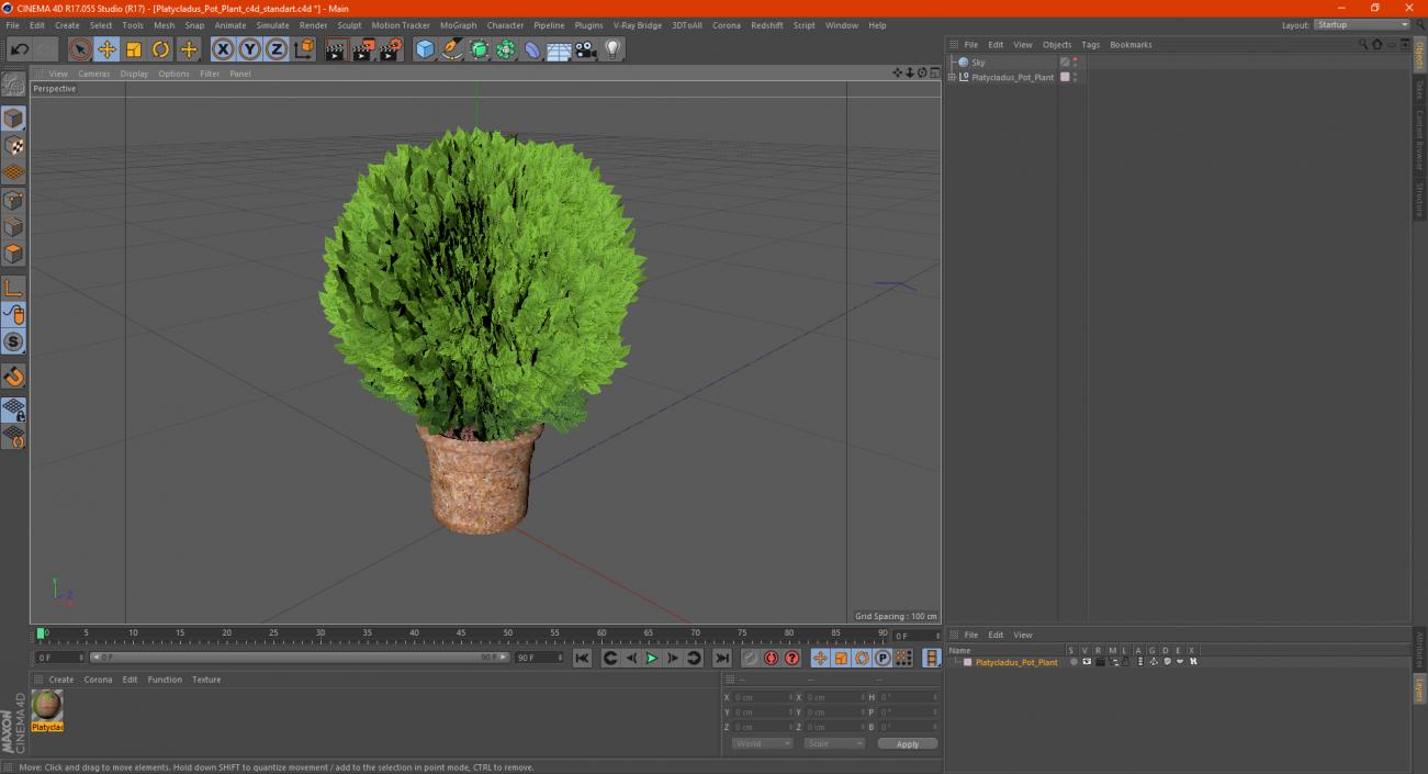 3D Platycladus Pot Plant