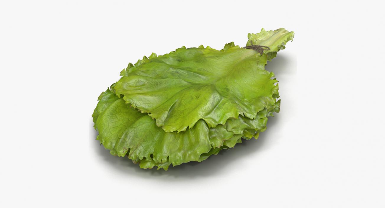 3D Salad Greens Collection model