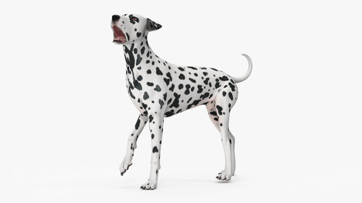 Spotted Dalmatian Dog Rigged for Maya 2 3D model