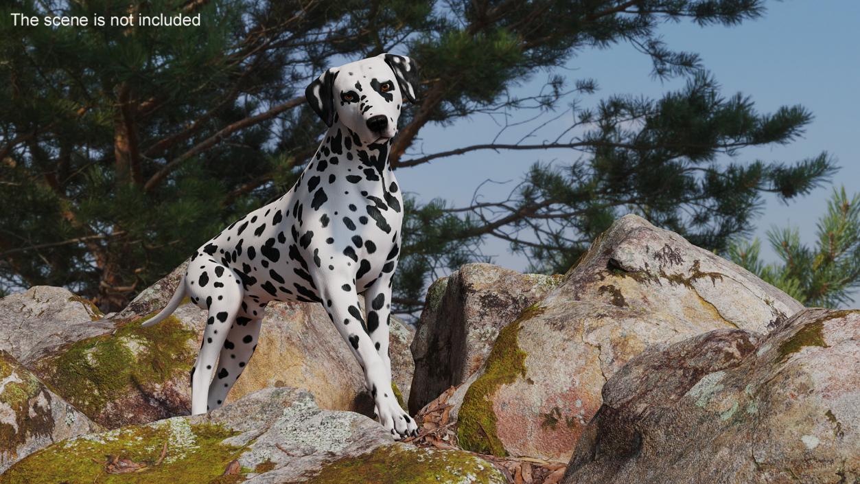 Spotted Dalmatian Dog Rigged for Maya 2 3D model