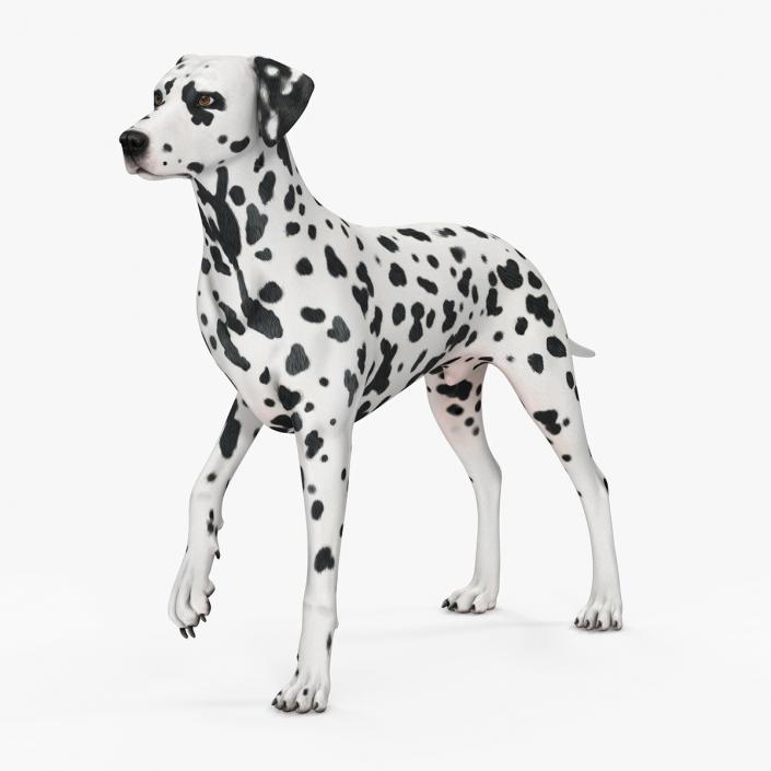 Spotted Dalmatian Dog Rigged for Maya 2 3D model