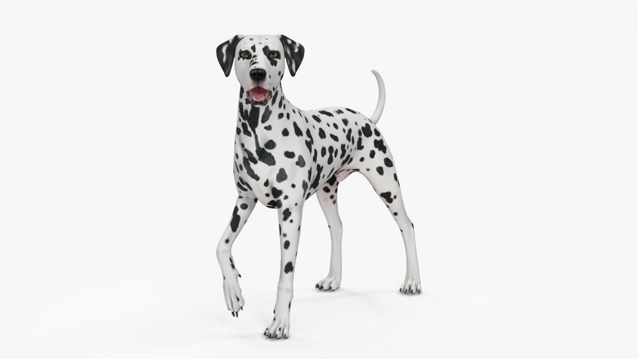 Spotted Dalmatian Dog Rigged for Maya 2 3D model