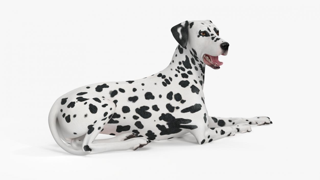 Spotted Dalmatian Dog Rigged for Maya 2 3D model