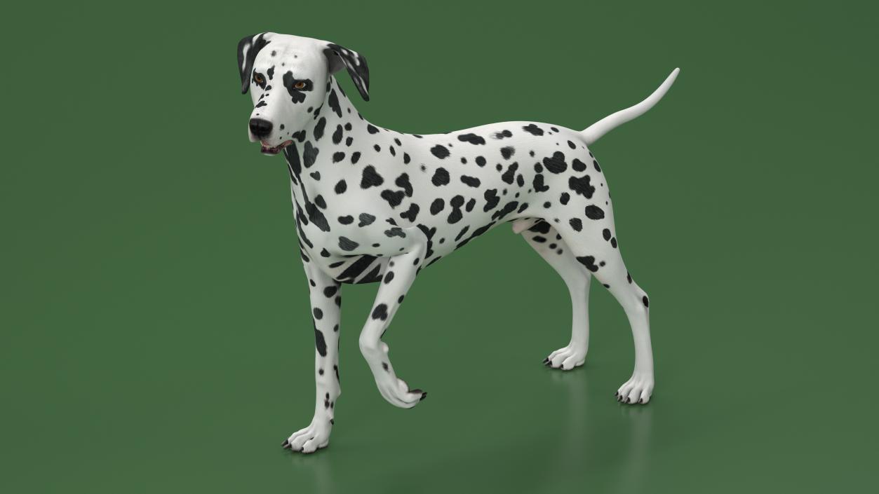 Spotted Dalmatian Dog Rigged for Maya 2 3D model