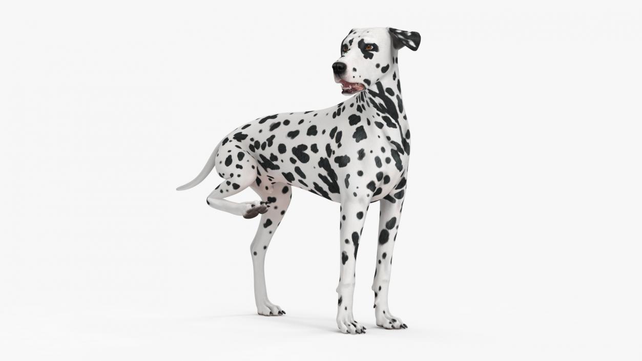 Spotted Dalmatian Dog Rigged for Maya 2 3D model