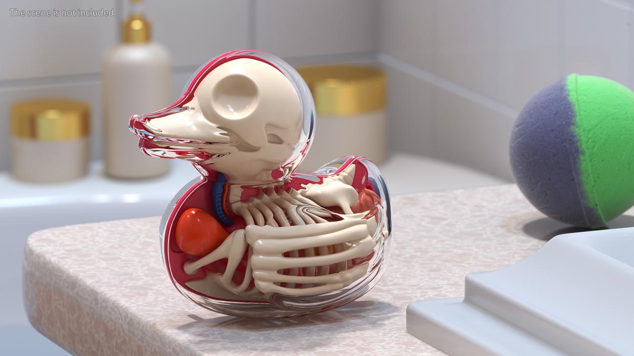 3D model Bath Duck Anatomy Transparent Shell