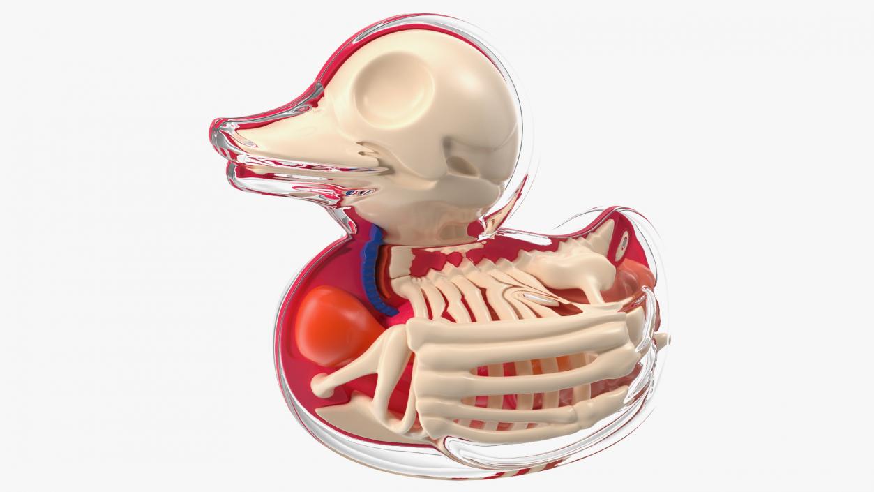 3D model Bath Duck Anatomy Transparent Shell