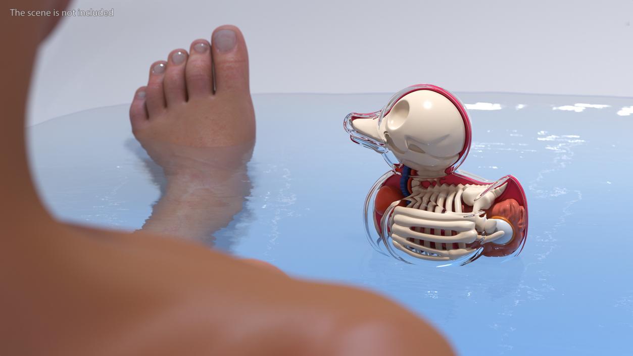 3D model Bath Duck Anatomy Transparent Shell