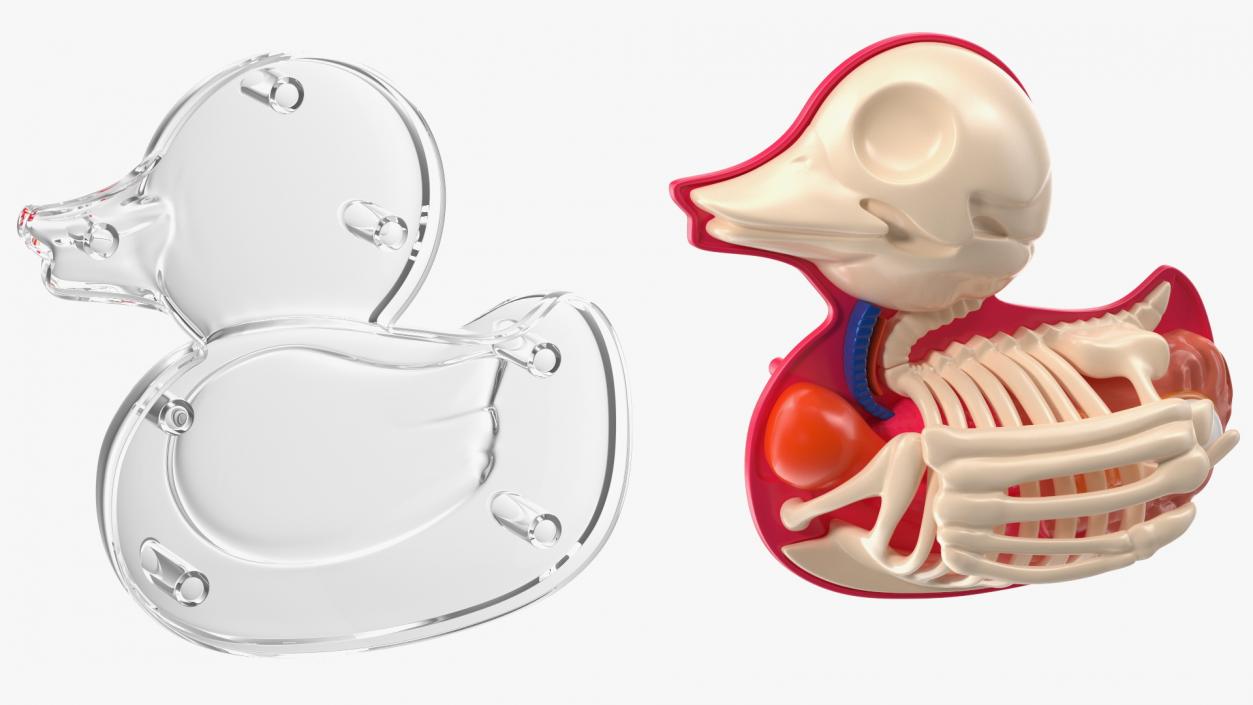 3D model Bath Duck Anatomy Transparent Shell