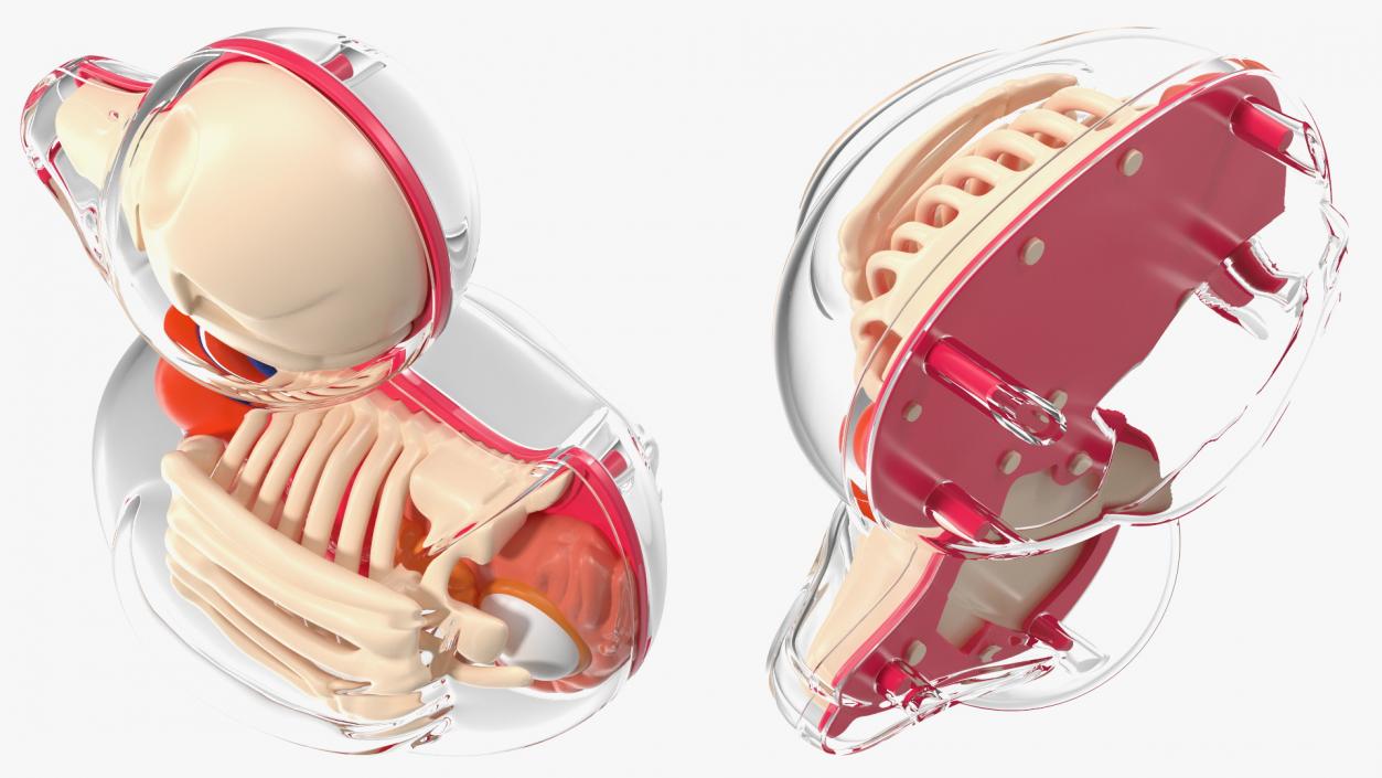 3D model Bath Duck Anatomy Transparent Shell