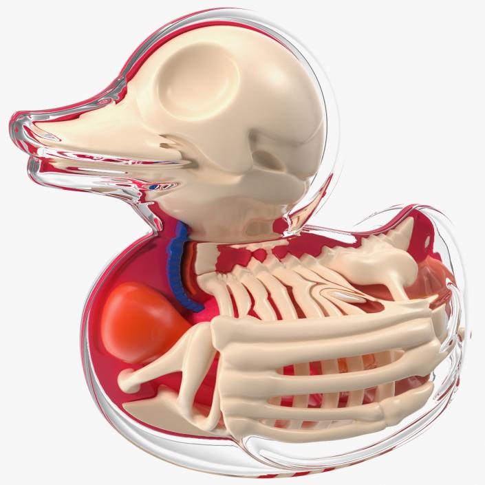 3D model Bath Duck Anatomy Transparent Shell