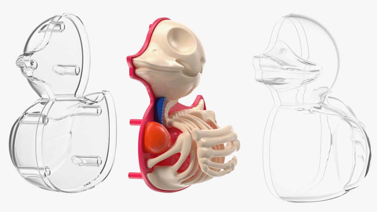 3D model Bath Duck Anatomy Transparent Shell