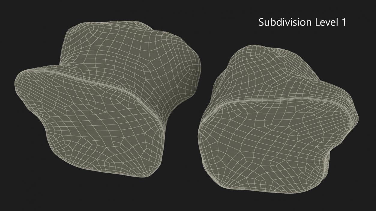 3D Sunroot Tubers Halves