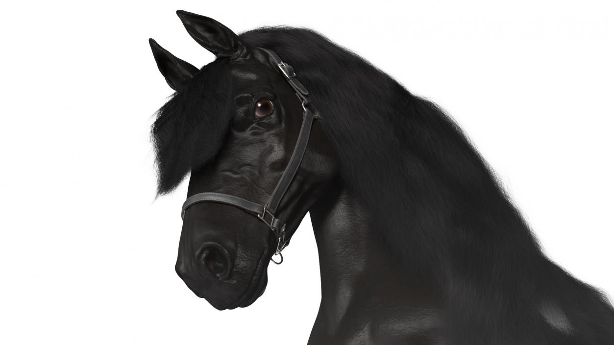 3D Walking Friesian Horse Fur