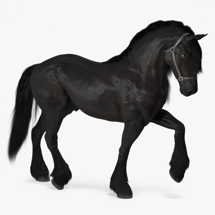 3D Walking Friesian Horse Fur