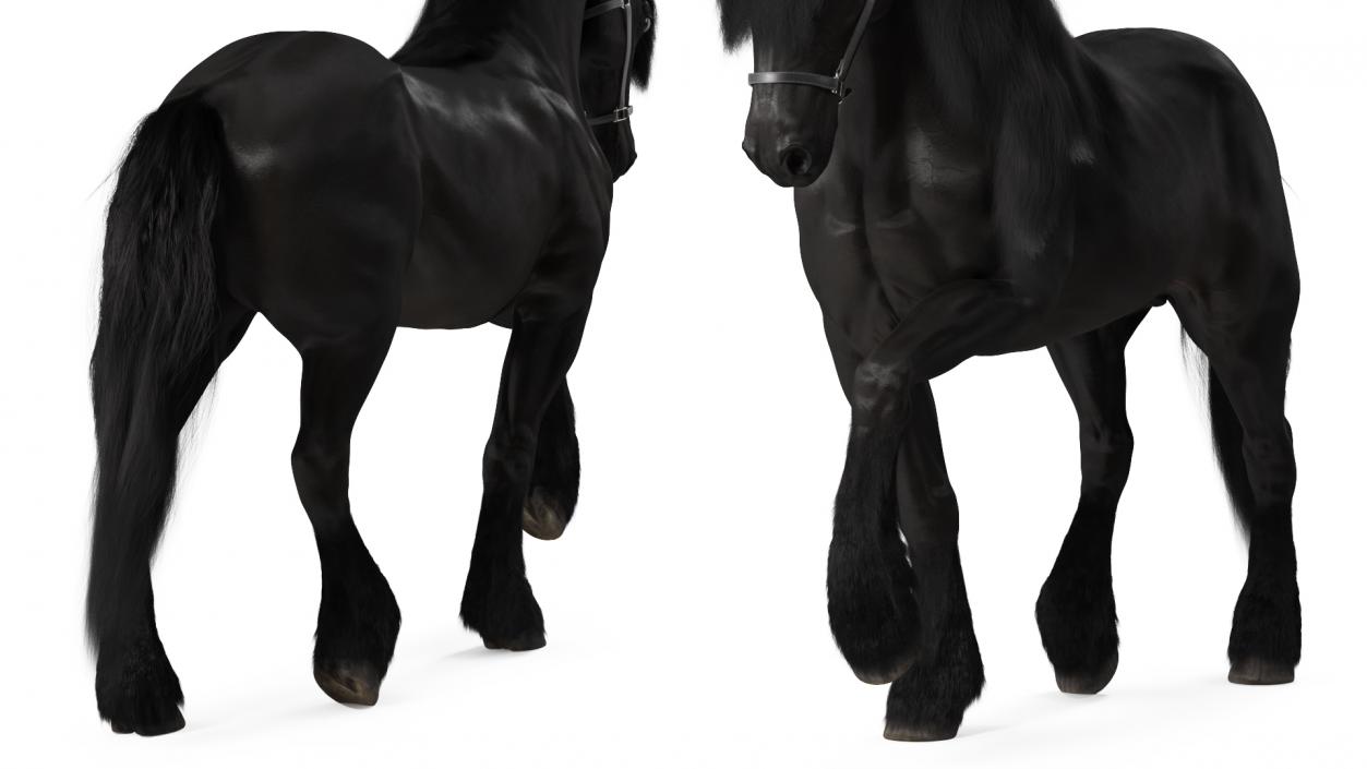 3D Walking Friesian Horse Fur