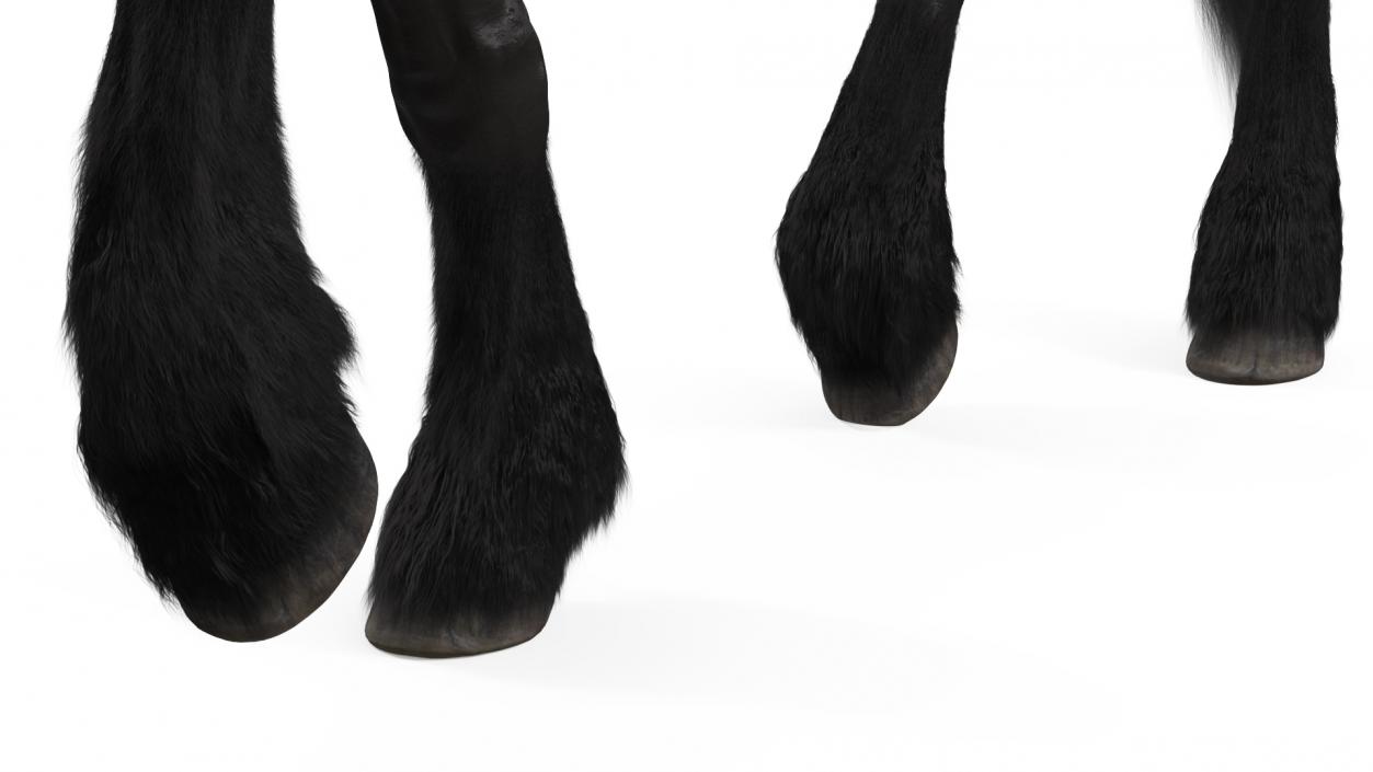 3D Walking Friesian Horse Fur