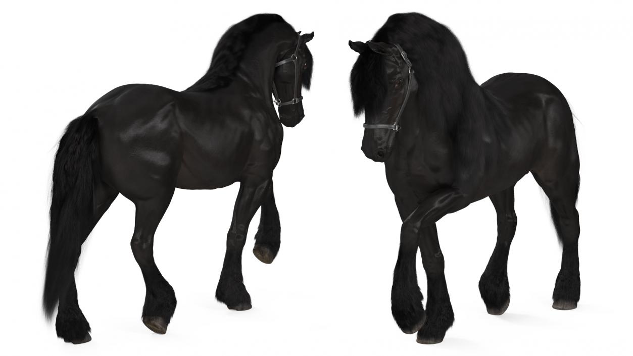 3D Walking Friesian Horse Fur